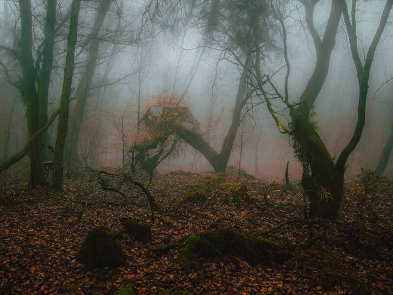 Посреди тумана фото превью