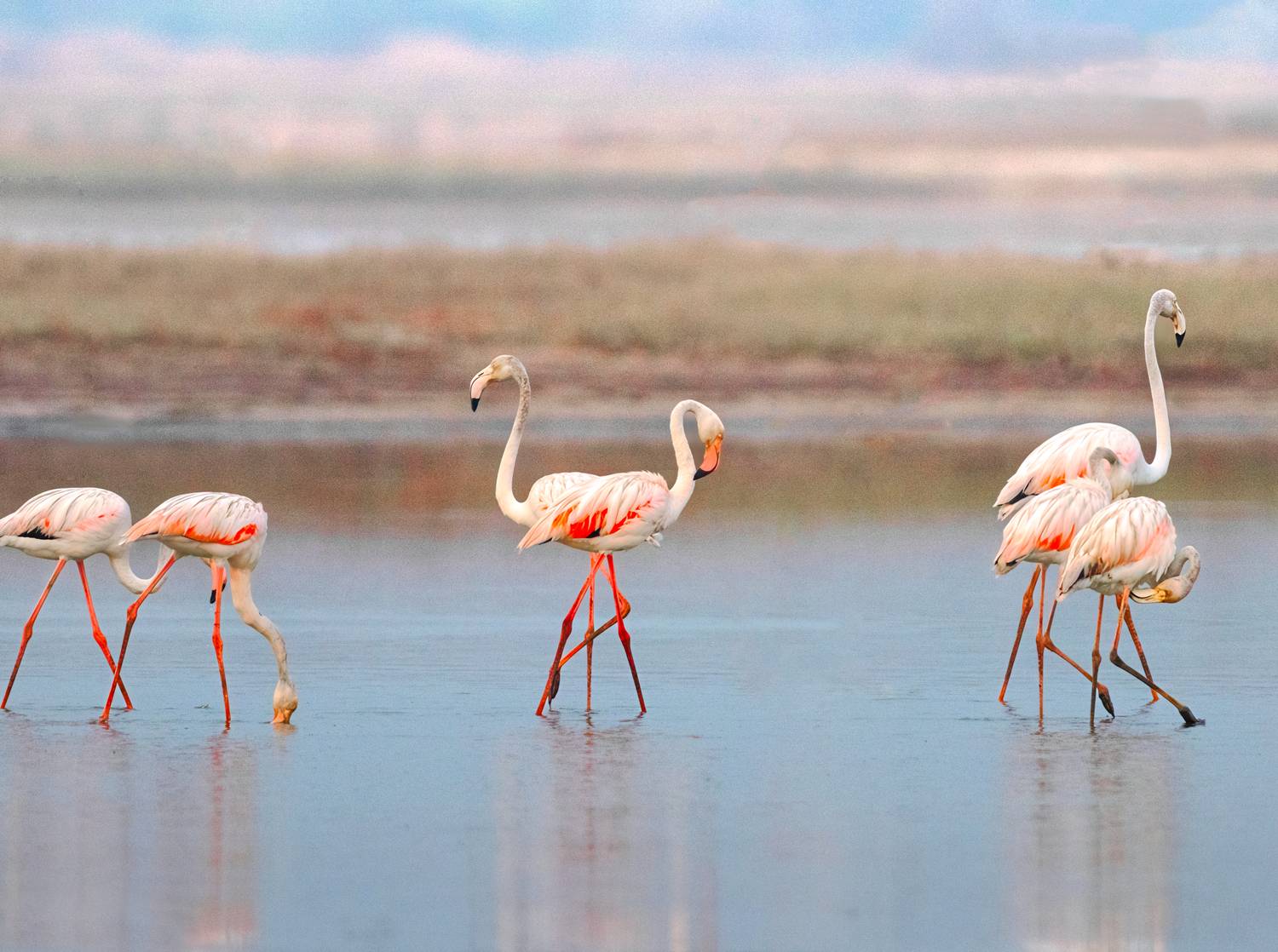 flamingo, flamingos, beauty, nature, wild, color, water, feather, bird, animal, close, G N RAJA