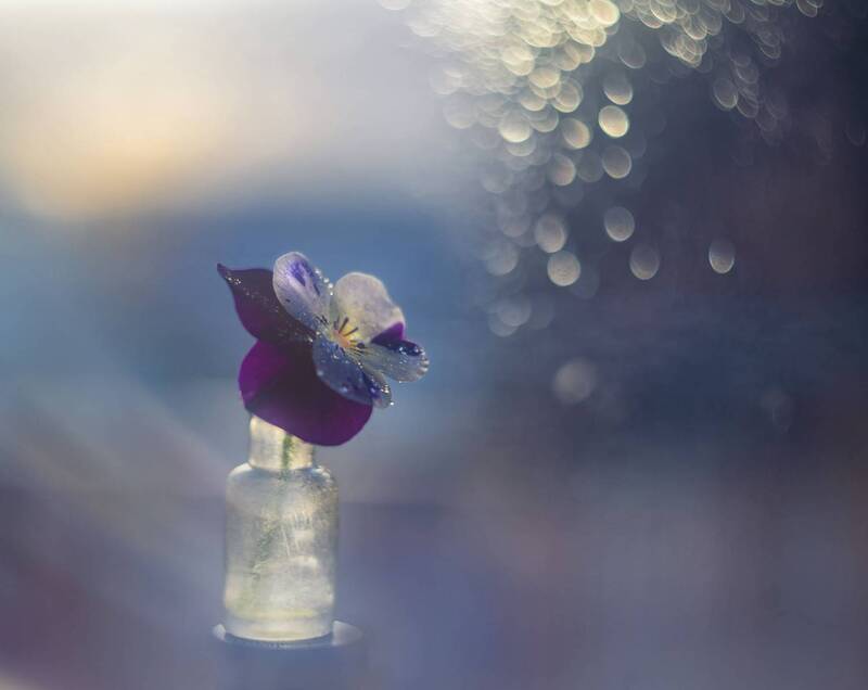 незабудка фото превью