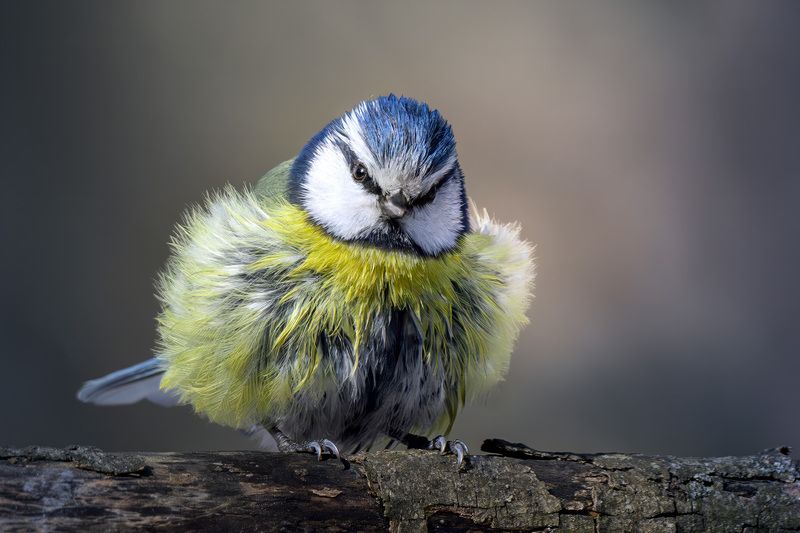птицы, зима, лазоревка, синица Пушистик фото превью