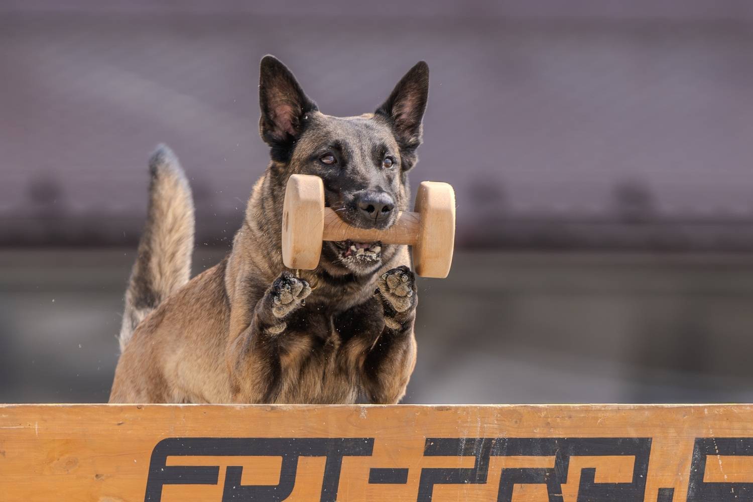 , Сергей Жиркевич