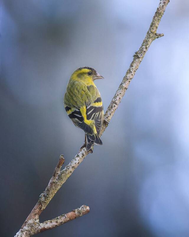 птички, фотоохота, чиж *** фото превью