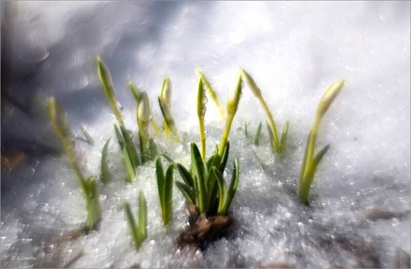 весна, проталины, цветы, запах Запах проталин фото превью