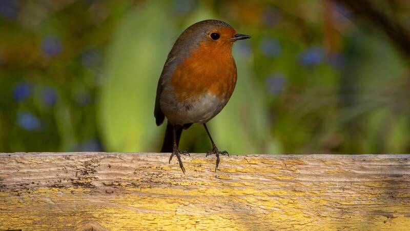 зарянка, малиновка, erithacus rubecula, european robin Зарянка в моём саду фото превью
