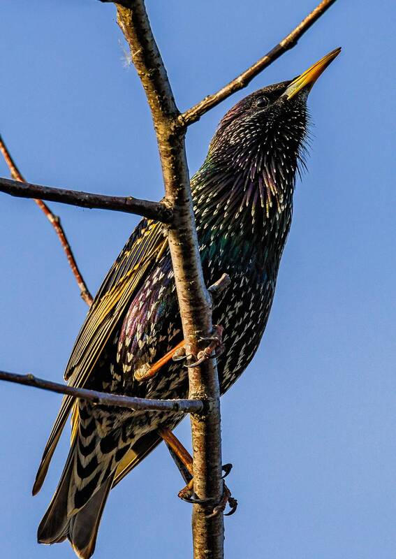 скворец, весна, вестник весны, природа, птица Вестник весны... фото превью