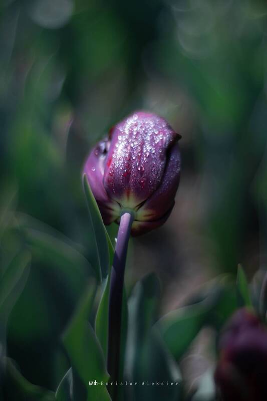 tulip, black, nature, bokeh, fujifilm, light Tulip фото превью
