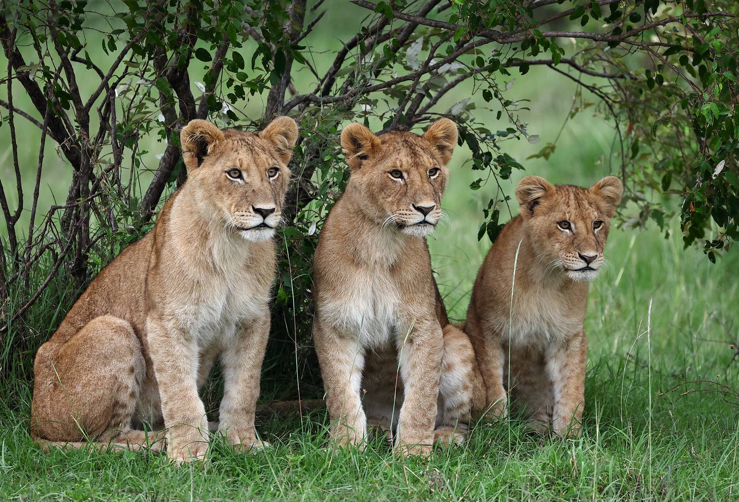 , Гудков Андрей