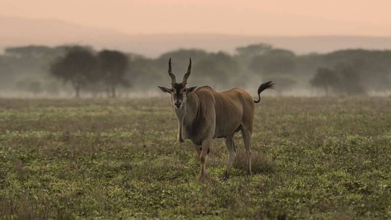 Антилопа Канна фото превью