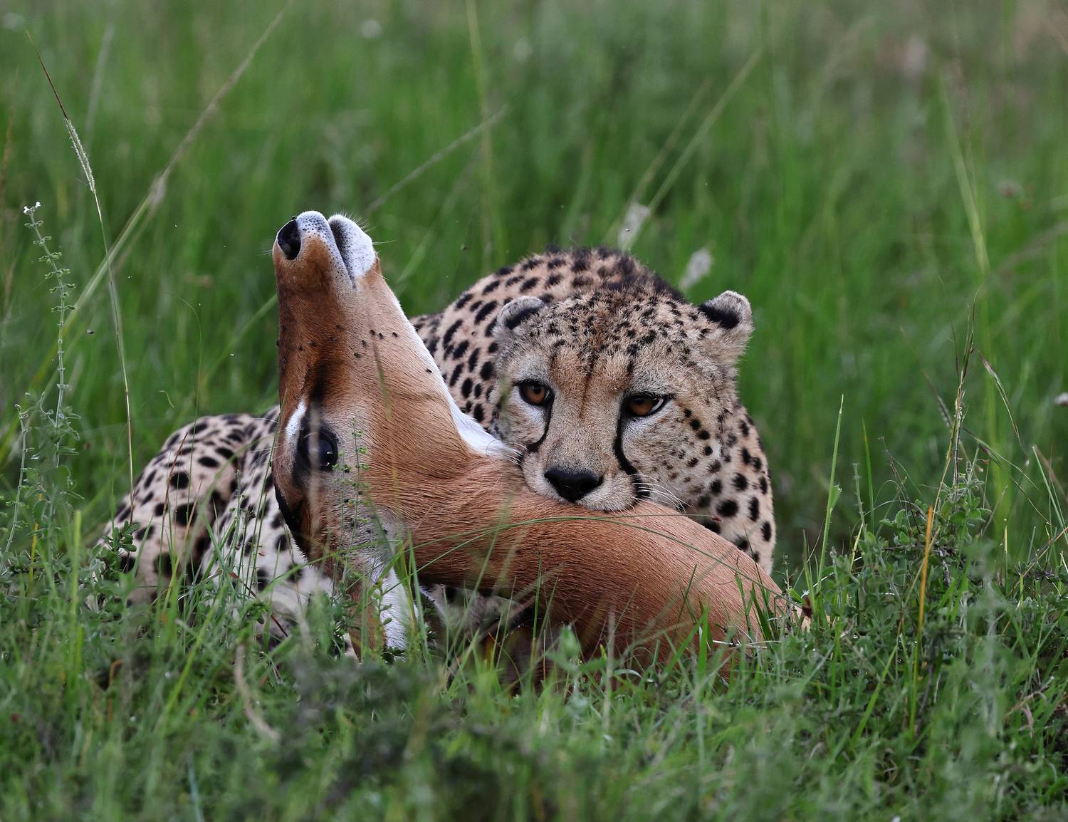 , Гудков Андрей