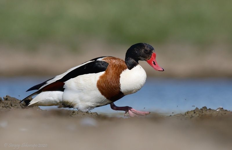 Смело шагаю фото превью