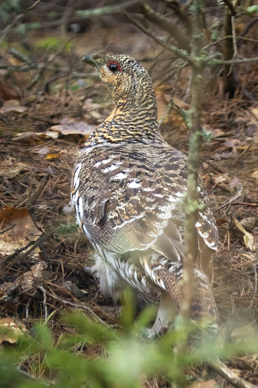 птицы, животные, природа, дикая природа, глухарь, nature, wildlife, canon, Пронин Денис