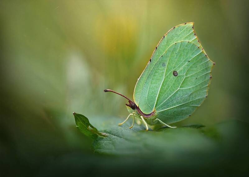 * фото превью