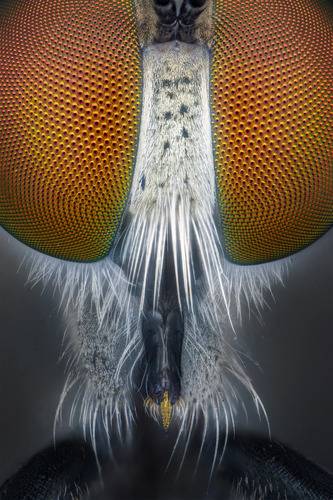 Tiny robber fly