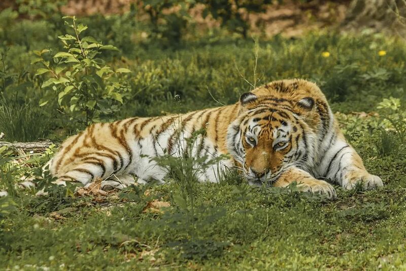 владивосток, тигр Амур Тигр Амур  фото превью
