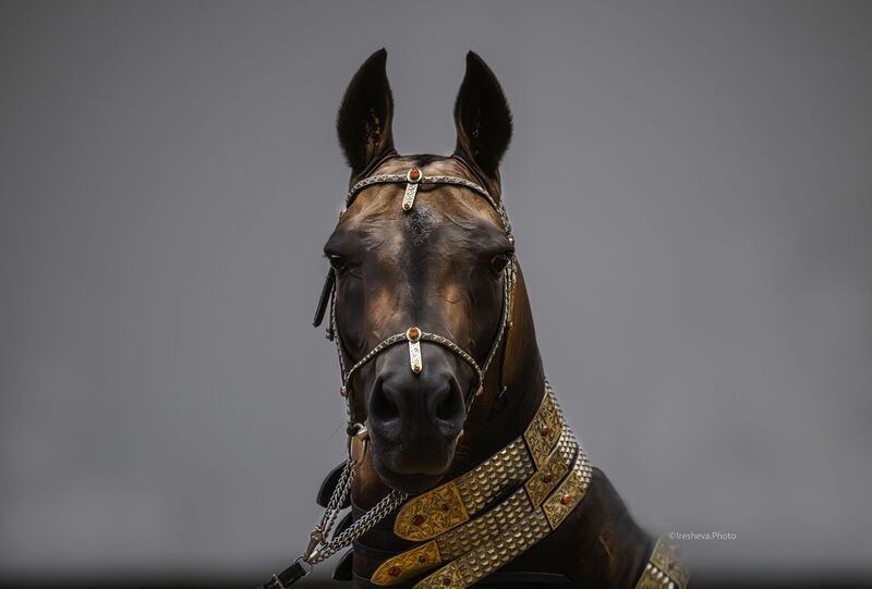 Ахалтекинская порода, Лошадь Ялантегин фото превью