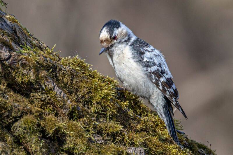 Малый пёстрый дятел фото превью