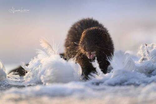 Не выдуманные истории об алтайской норке...