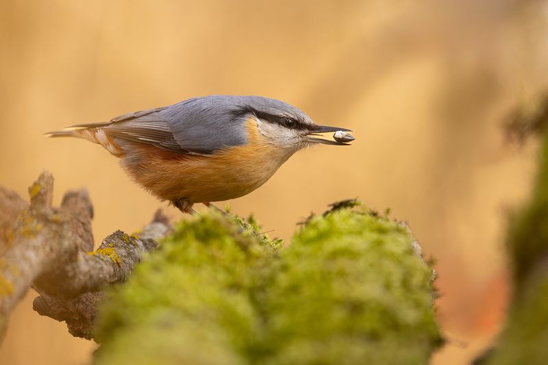 Nuthatch фото превью