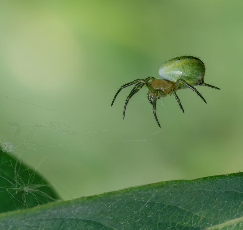 макро, араниелла, паук, природа Левитация! фото превью