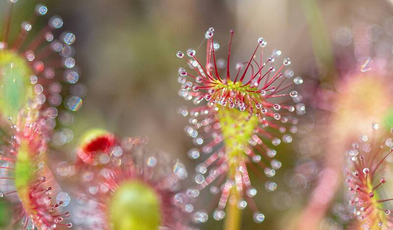 Росянка. фото превью