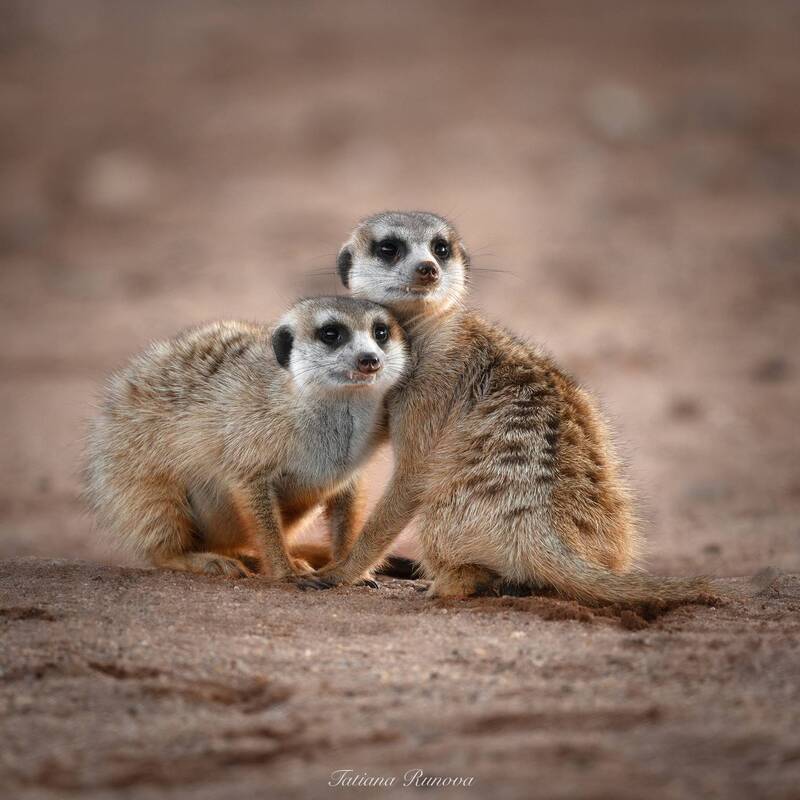 Сурикаты фото превью