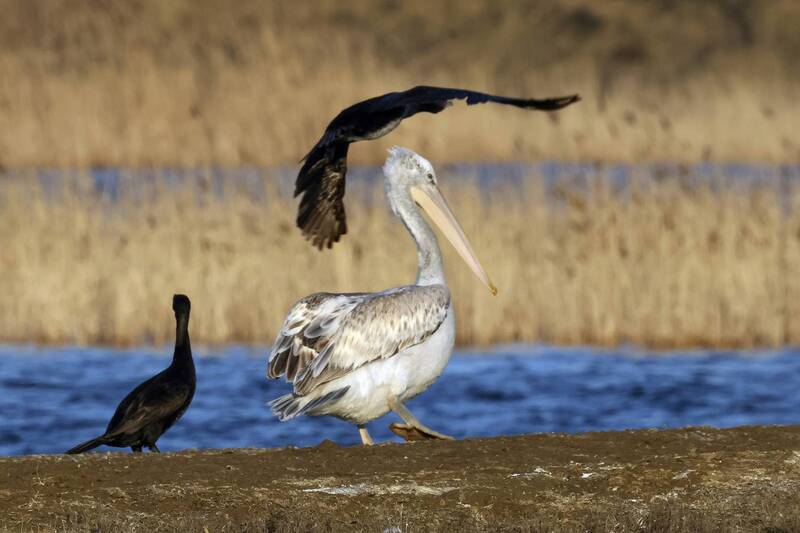 пеликаны, бакланы, озеро турали, дагестан *** фото превью
