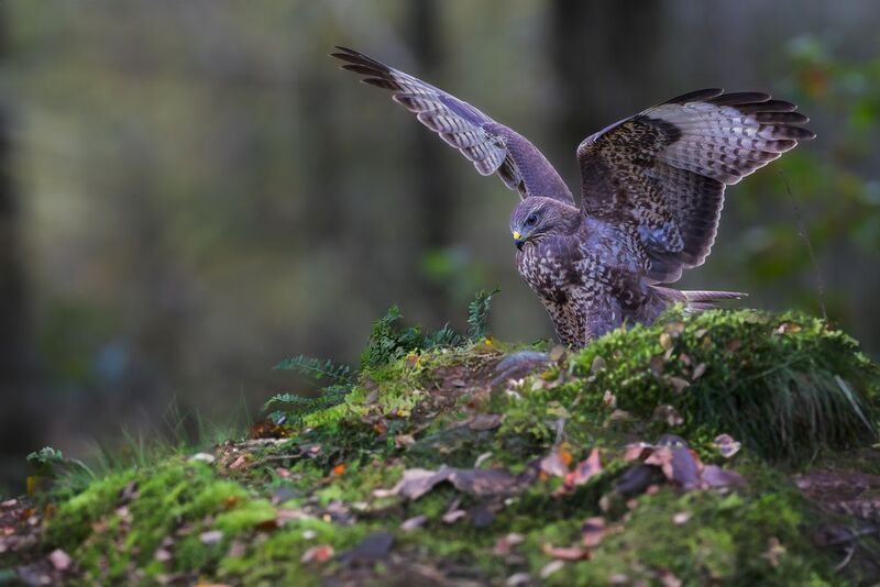 Common buzzard фото превью
