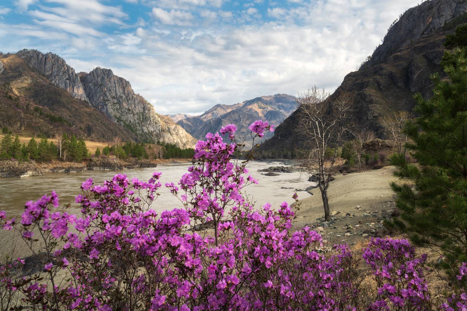 алтай, республика алтай, горный алтай, горы, весна, маральник, рододендрон ледебура, весеннее цветение, весенний алтай, весна на алтае, чемальский район, катунь, апрель, Алёна Рубан
