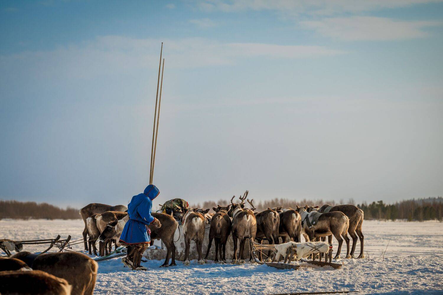 олень, тундра, оленевод, ненец, ямал, янао, надым, Сторожев Олег