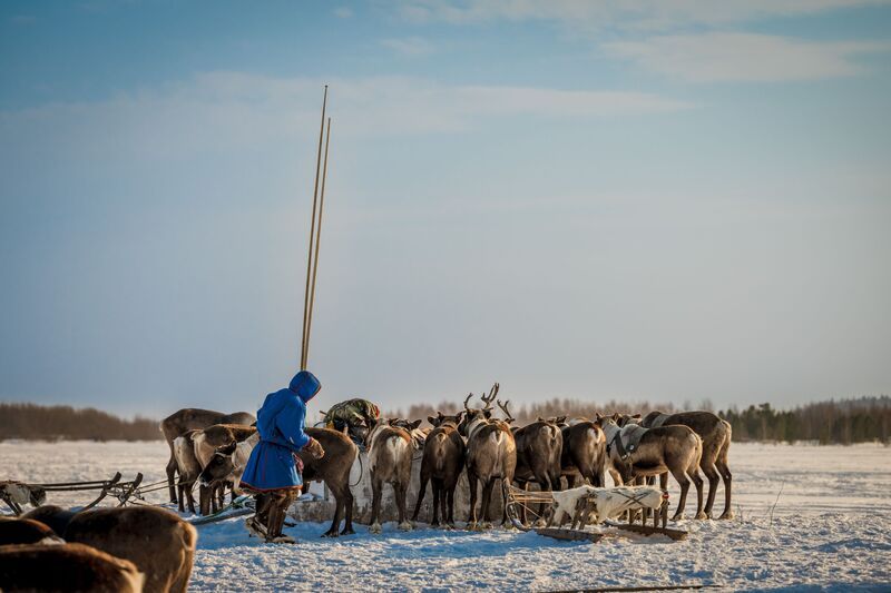олень, тундра, оленевод, ненец, ямал, янао, надым Олешки фото превью