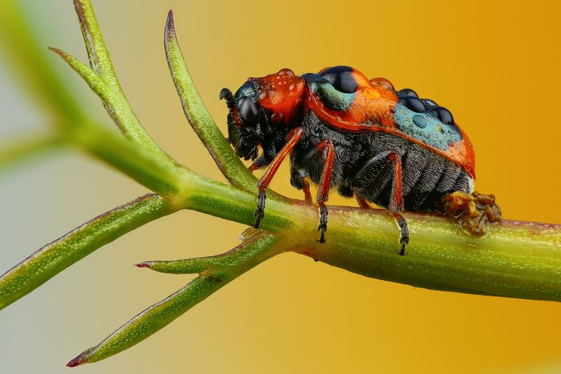 макро, природа, жук, растение, насекомое, фото Покакал фото превью