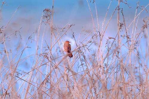 Songbird