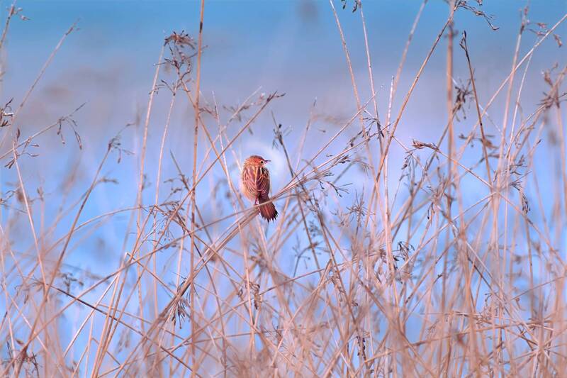 bird, birds, animal, animals, wild, nature, beauty, colors, portrait, sky, landscape Songbird фото превью