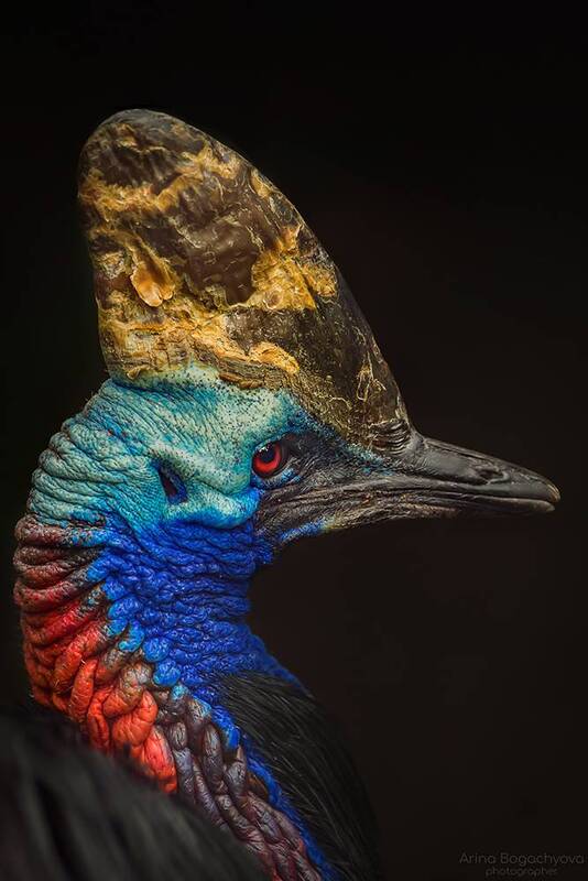 *** фото превью