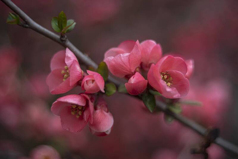 Весенняя пора фото превью