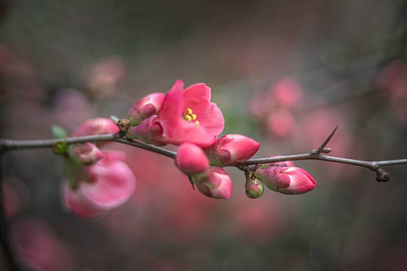 Весенняя пора фото превью