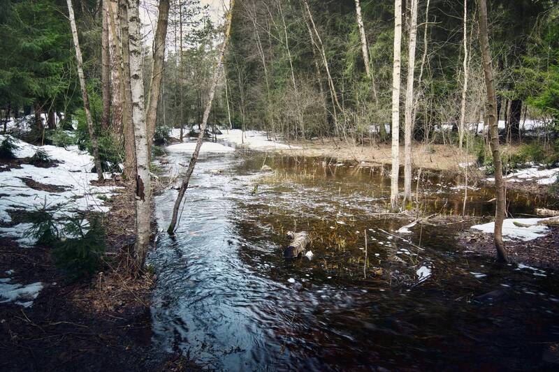 лес, весна, ручей В весеннем лесу фото превью