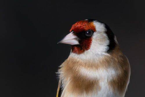 Портрет щегла