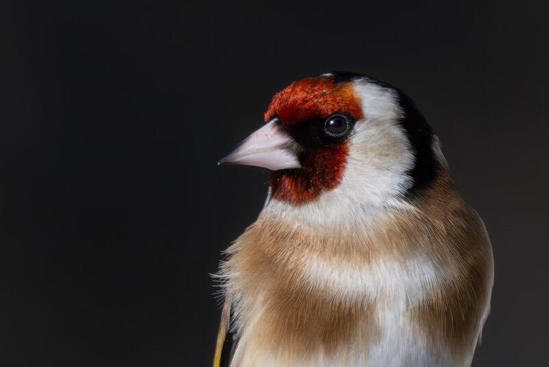 щегол, птицы, birds, birdwatching, фотоохота Портрет щегла фото превью