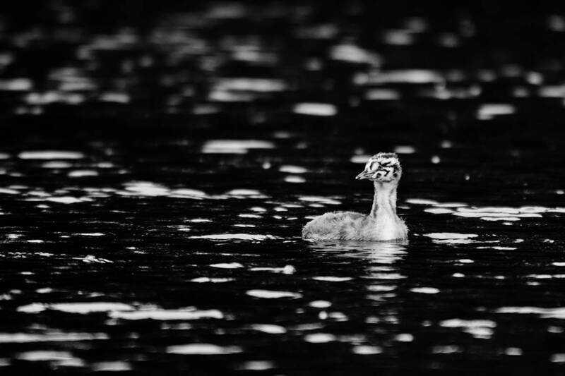 птицы, чмога, птицы россии, птицы калининграда, большаяпоганка, podicepscristatus, birdwatching, birds Озёрный пух фото превью