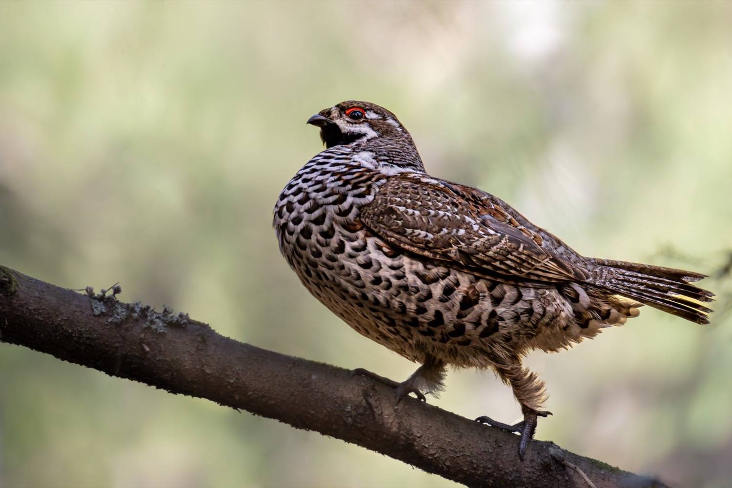 рябчик, птицы, Ruslan Pl