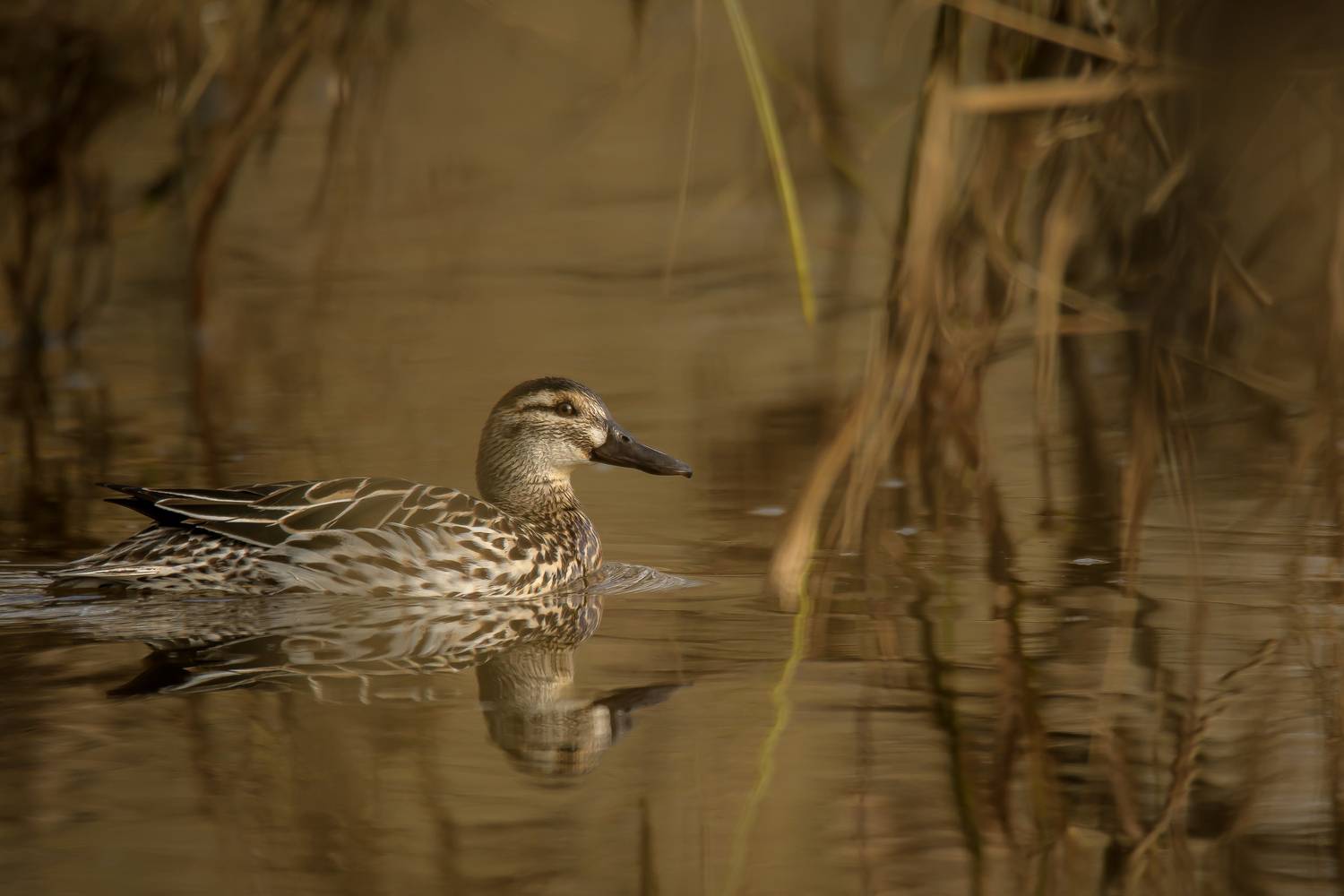 чирок-трескунок, Соварцева Ксения