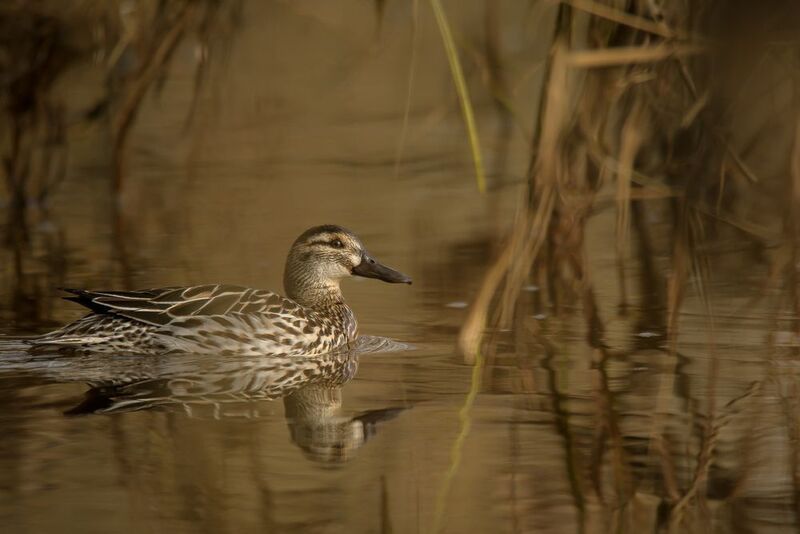 чирок-трескунок Сливаясь фото превью