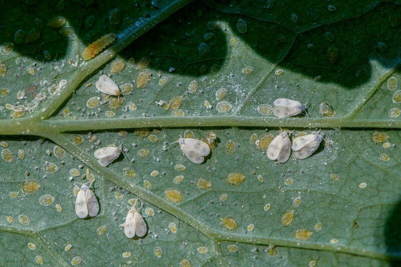 Белокрылка, чистотеловая Мир под листом фото превью