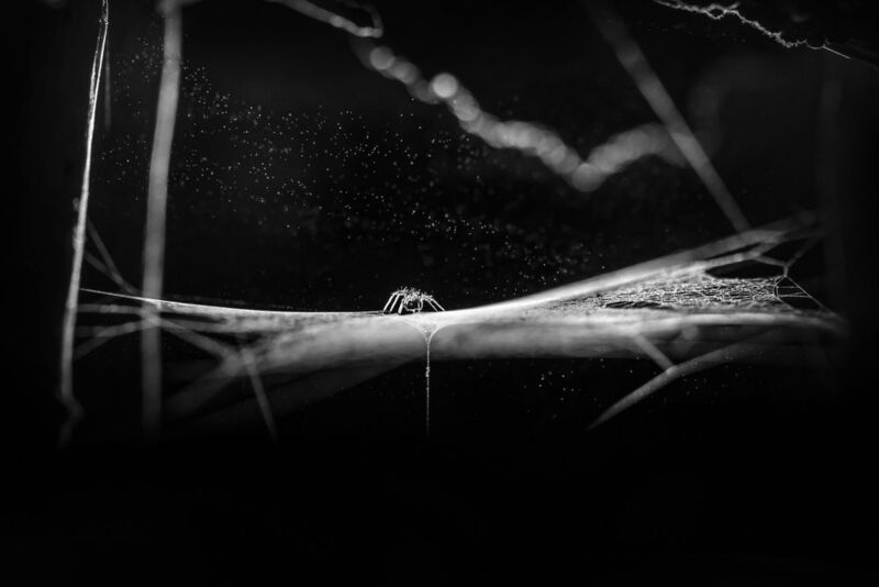 чб, паучок, паутинка, споры, ночь Под звёздами фото превью