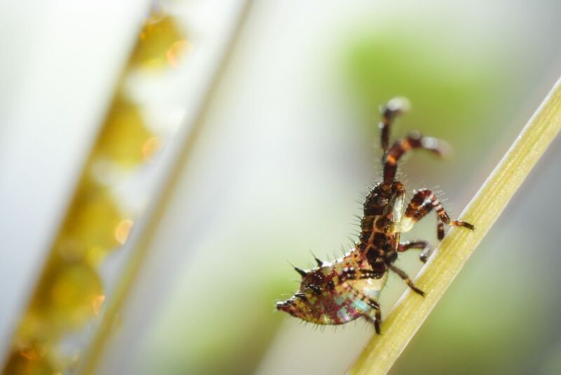 клоп краевик, нимфа Свежерождённый фото превью