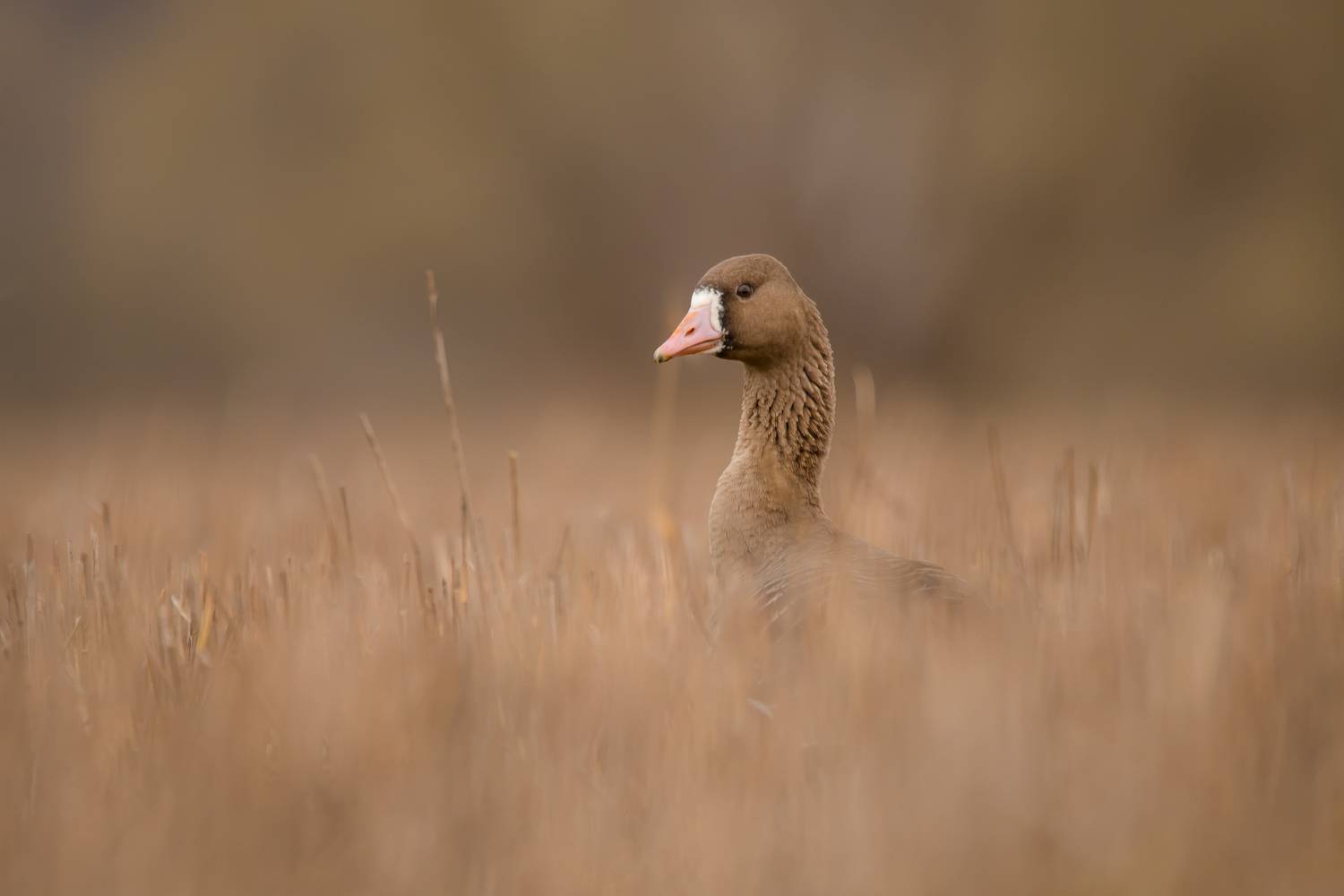 Гусь, белолобый, Соварцева Ксения