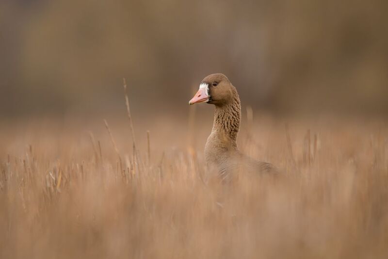 Гусь, белолобый Потерянный фото превью