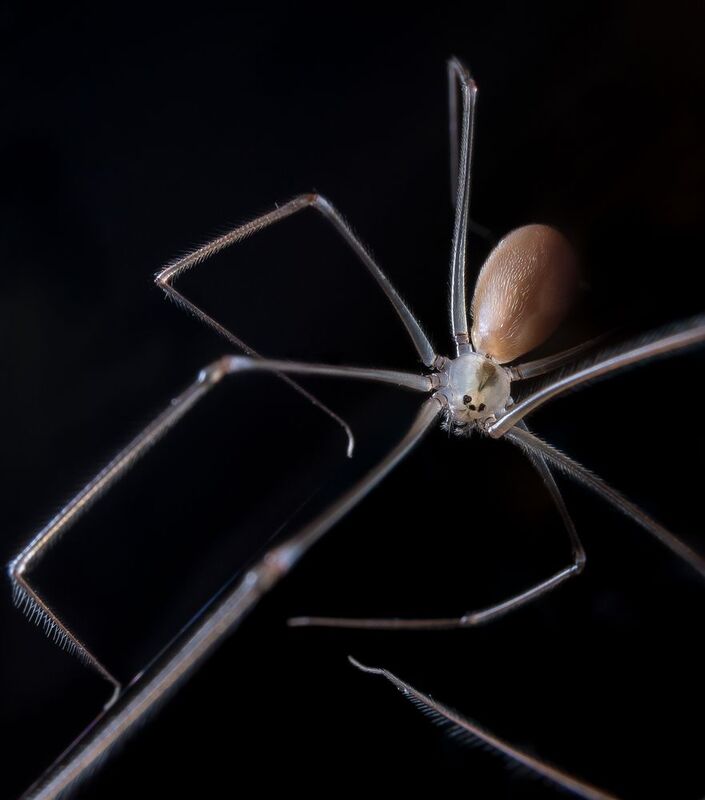 паук, долгоножка Длинноногий фото превью