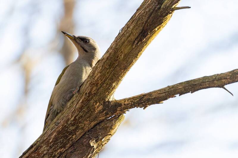 дятел, седой дятел, птицы Седой дятел фото превью